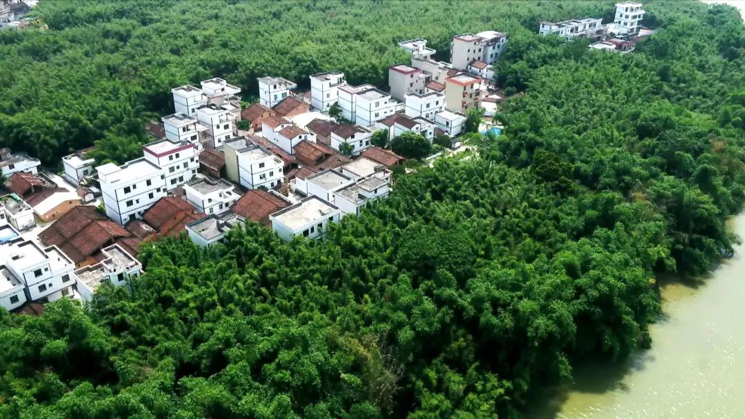 广东广宁深耕竹产业促进绿色发展,广宁县国际竹产业创新发展