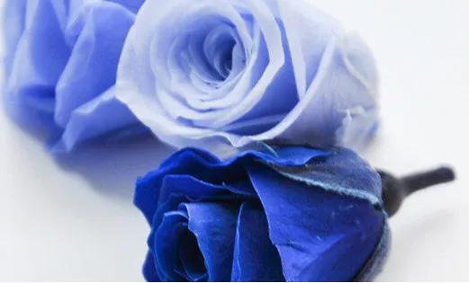 霓裳玫瑰花花语和寓意,各色玫瑰花的花语和寓意