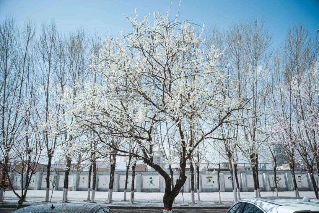 花漾一站式,花漾图们一站式体验春日浪漫