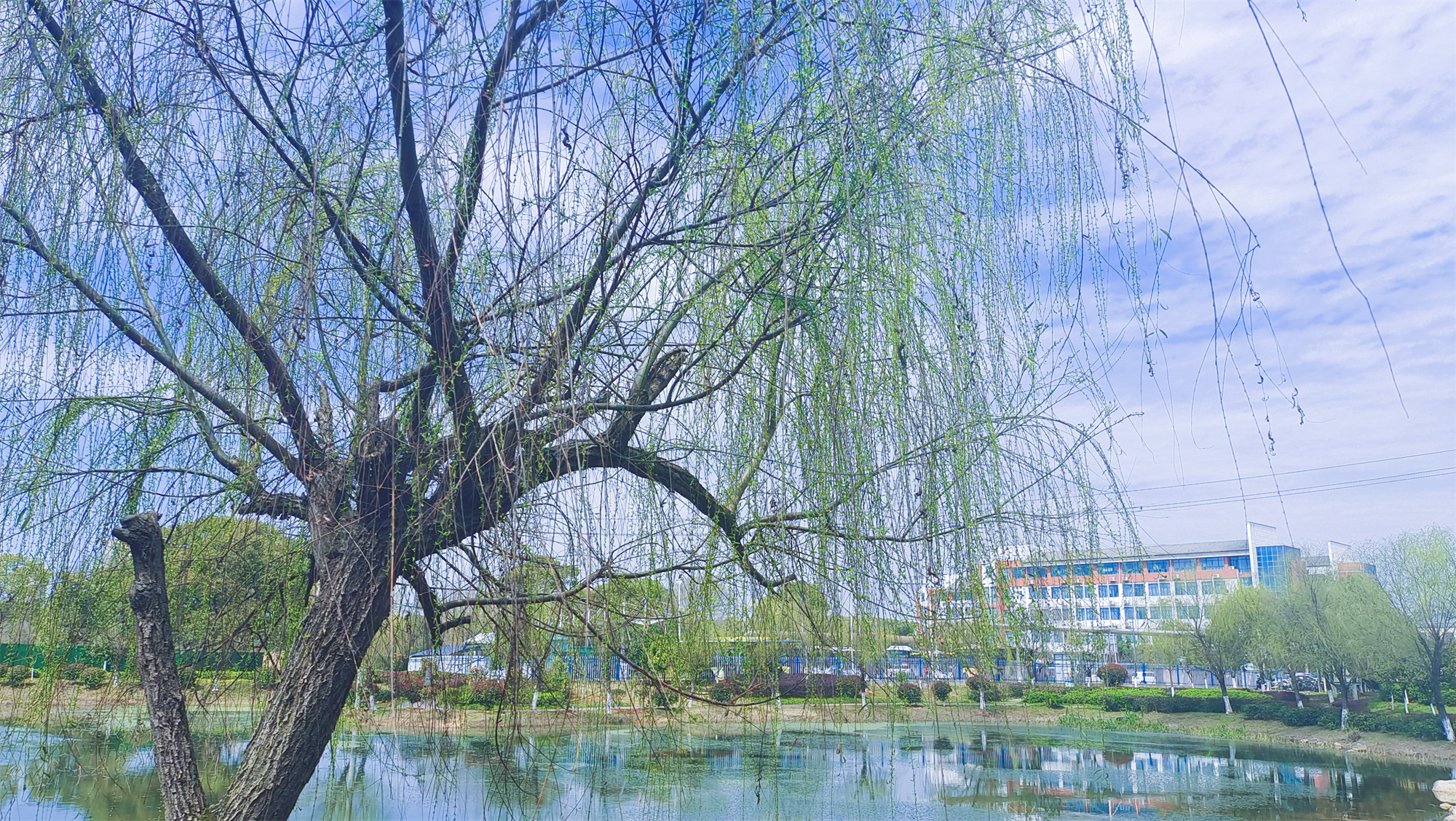 美丽吉安之风光系列：春天的柳树婀娜多姿美丽动人