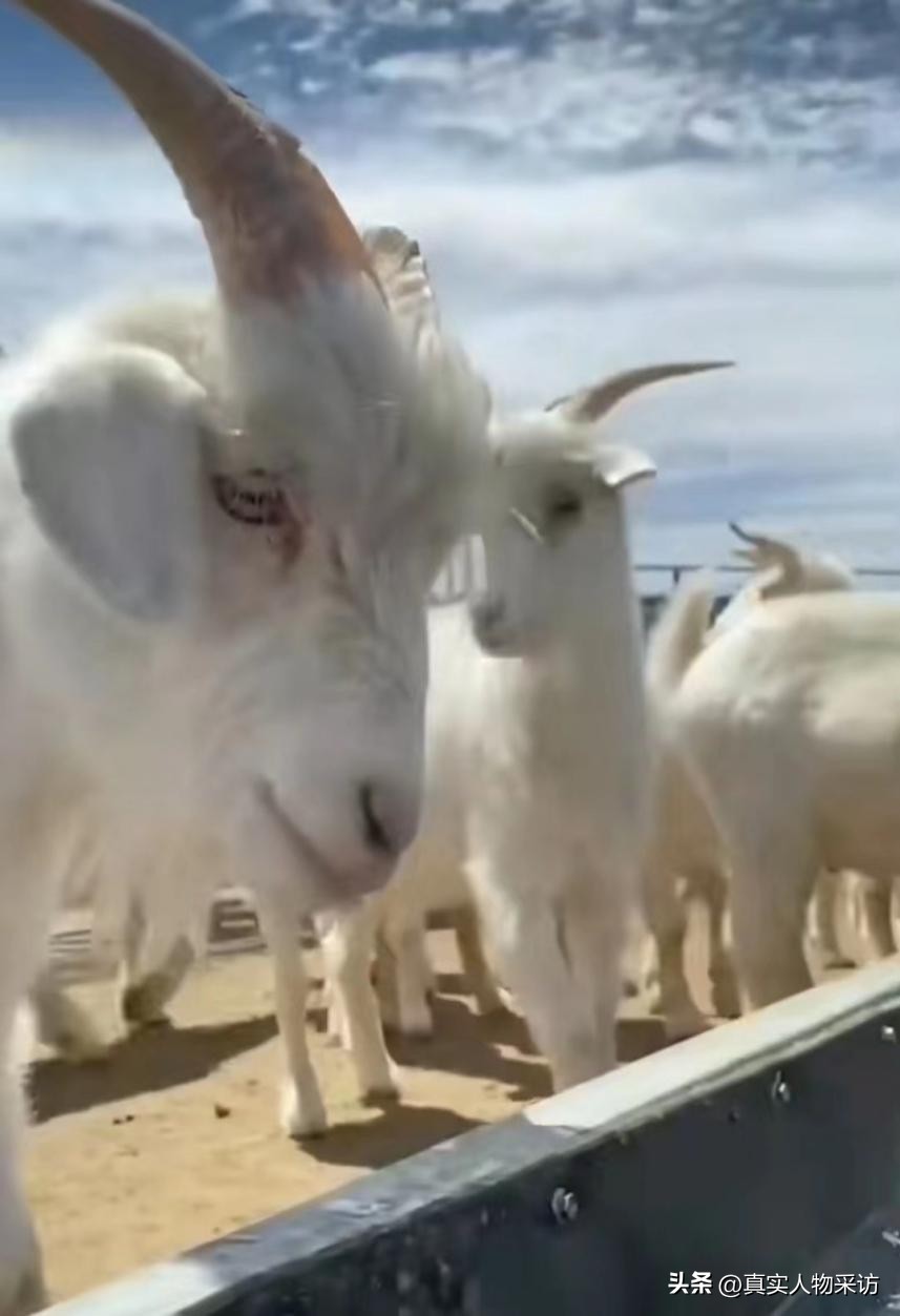 90后回家创业养羊卖羊肉,农村小伙为了创业养羊下血本买羊