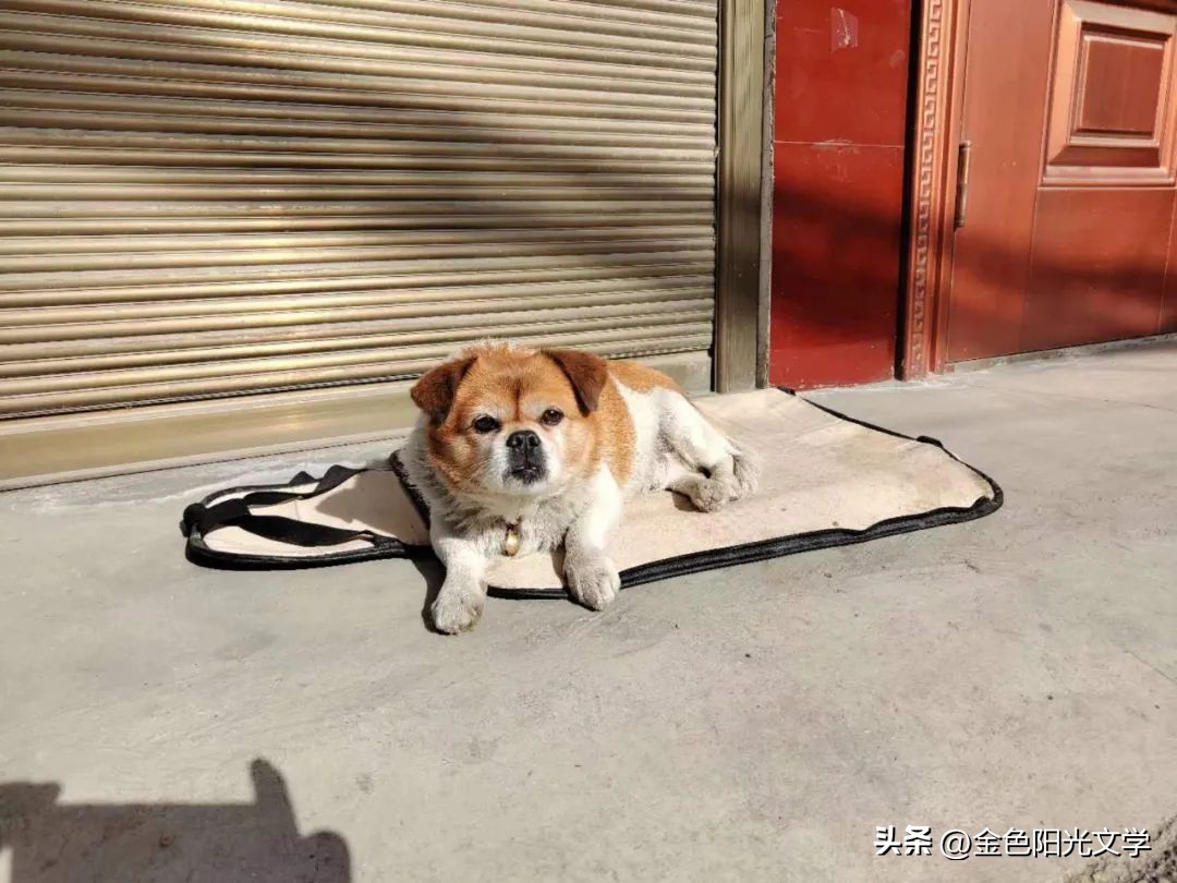 《游四小》《我家的小六六》《我家的金毛》《灰灰》