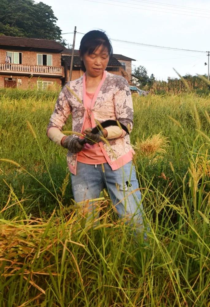 稻菽飘香各地丰收忙,稻菽飘香图片
