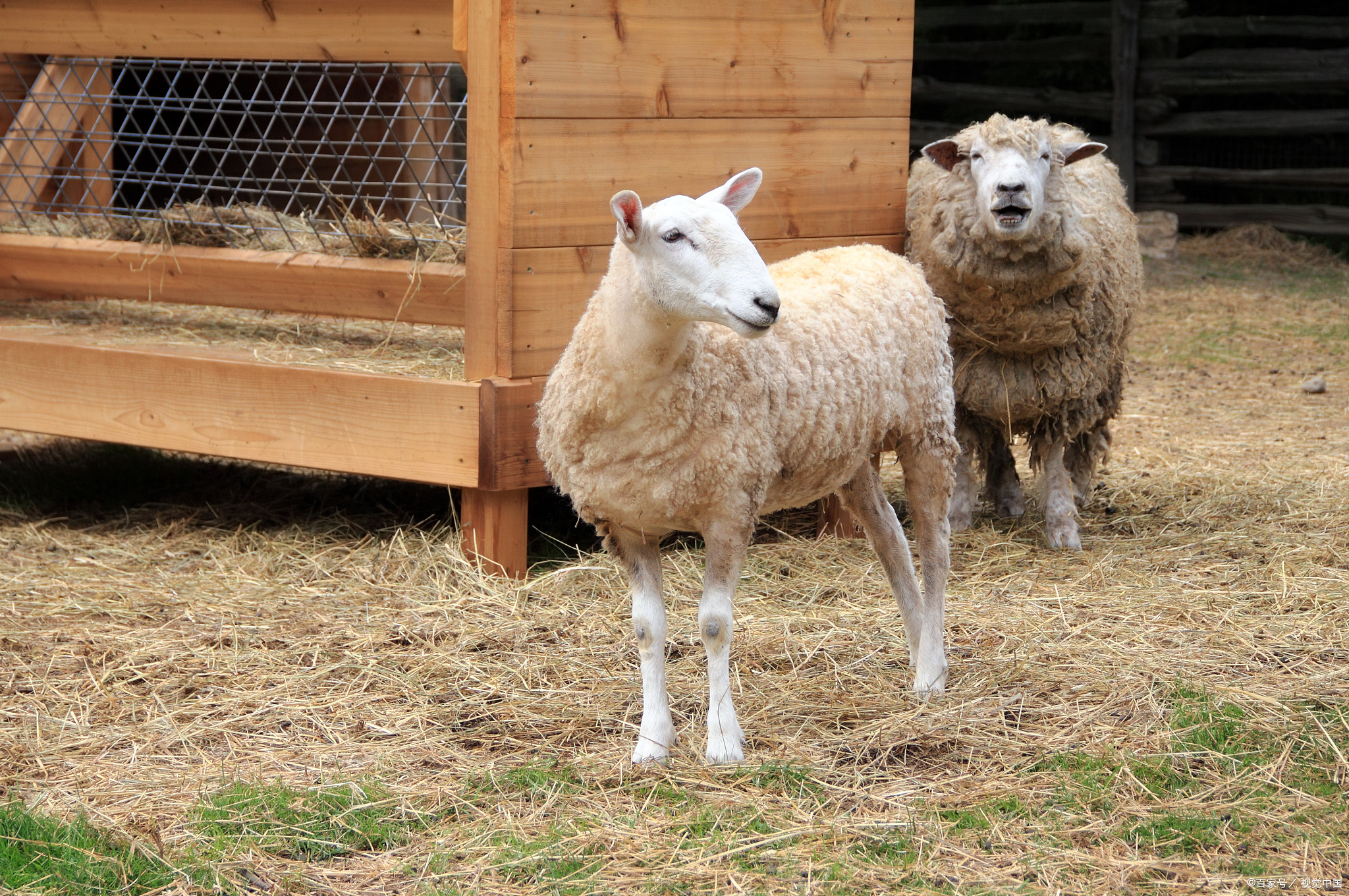 羊羔拉稀的原因是什么,初生羊羔拉稀该怎么治疗