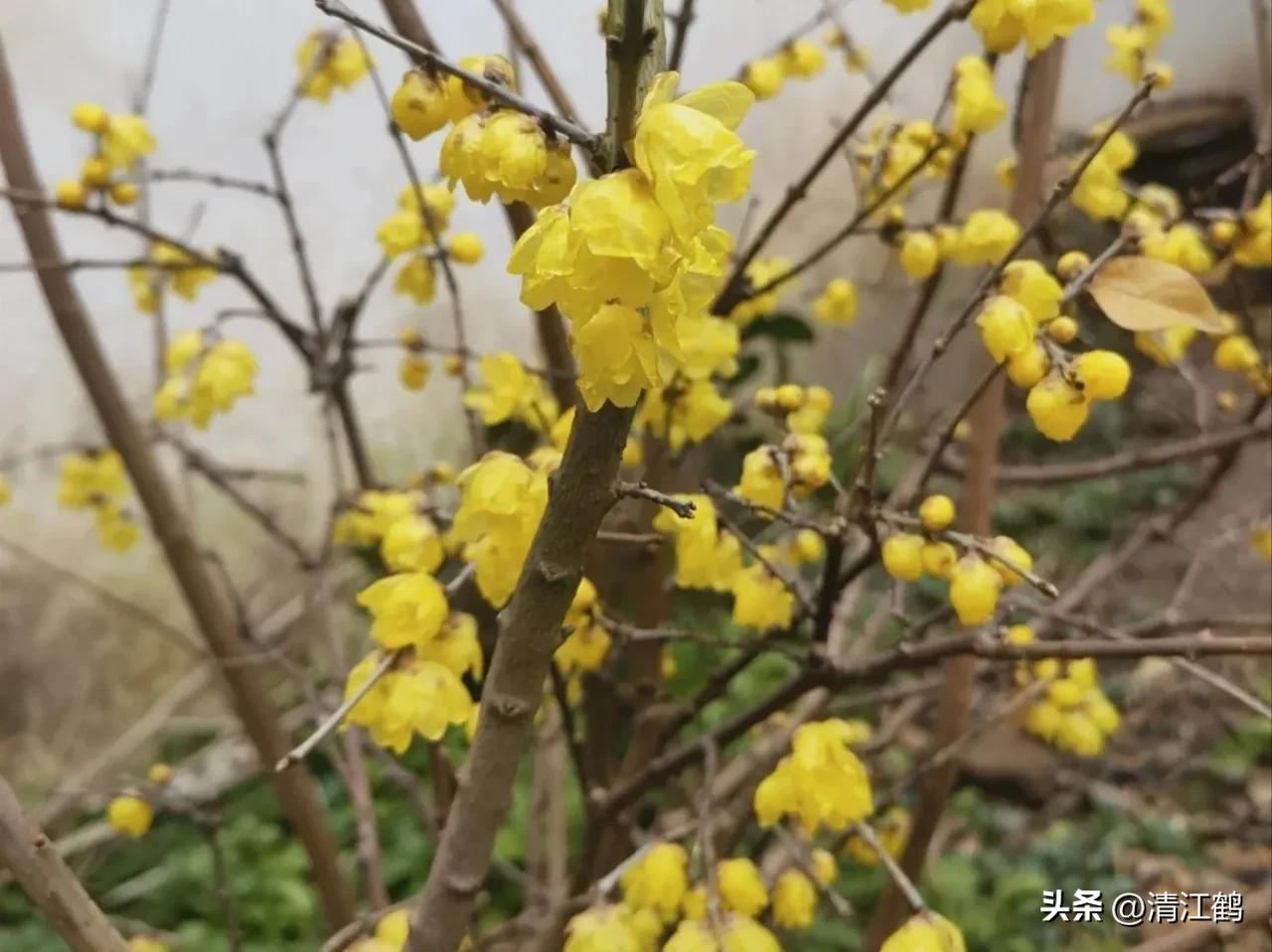 蜡梅夏季管理,秋季腊梅管理