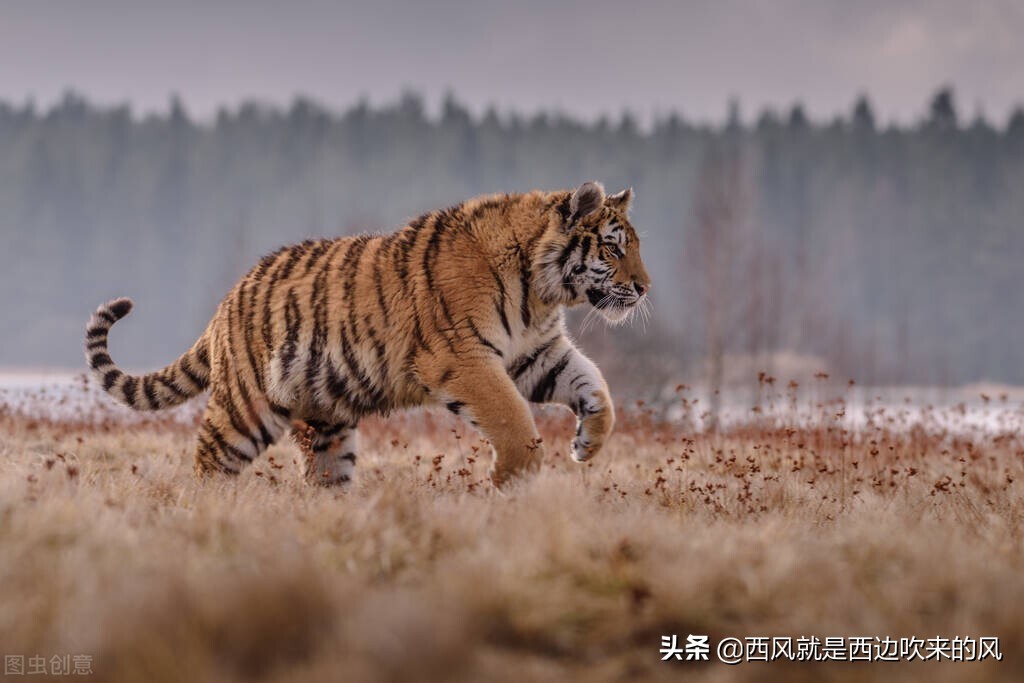 西风低吟#老英雄智化危机，放虎归山，二恶人终究是恶魔