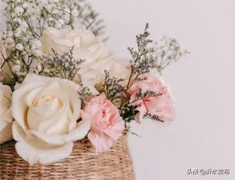 春季护肝的花,可以养肝护肝的花