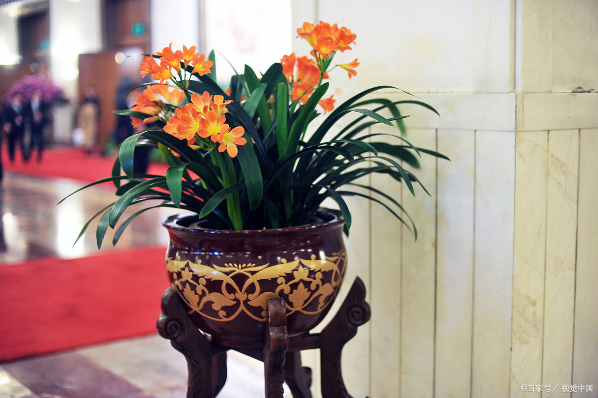 摆放客厅十种最旺气的花,家中客厅财位摆放什么最招财聚财