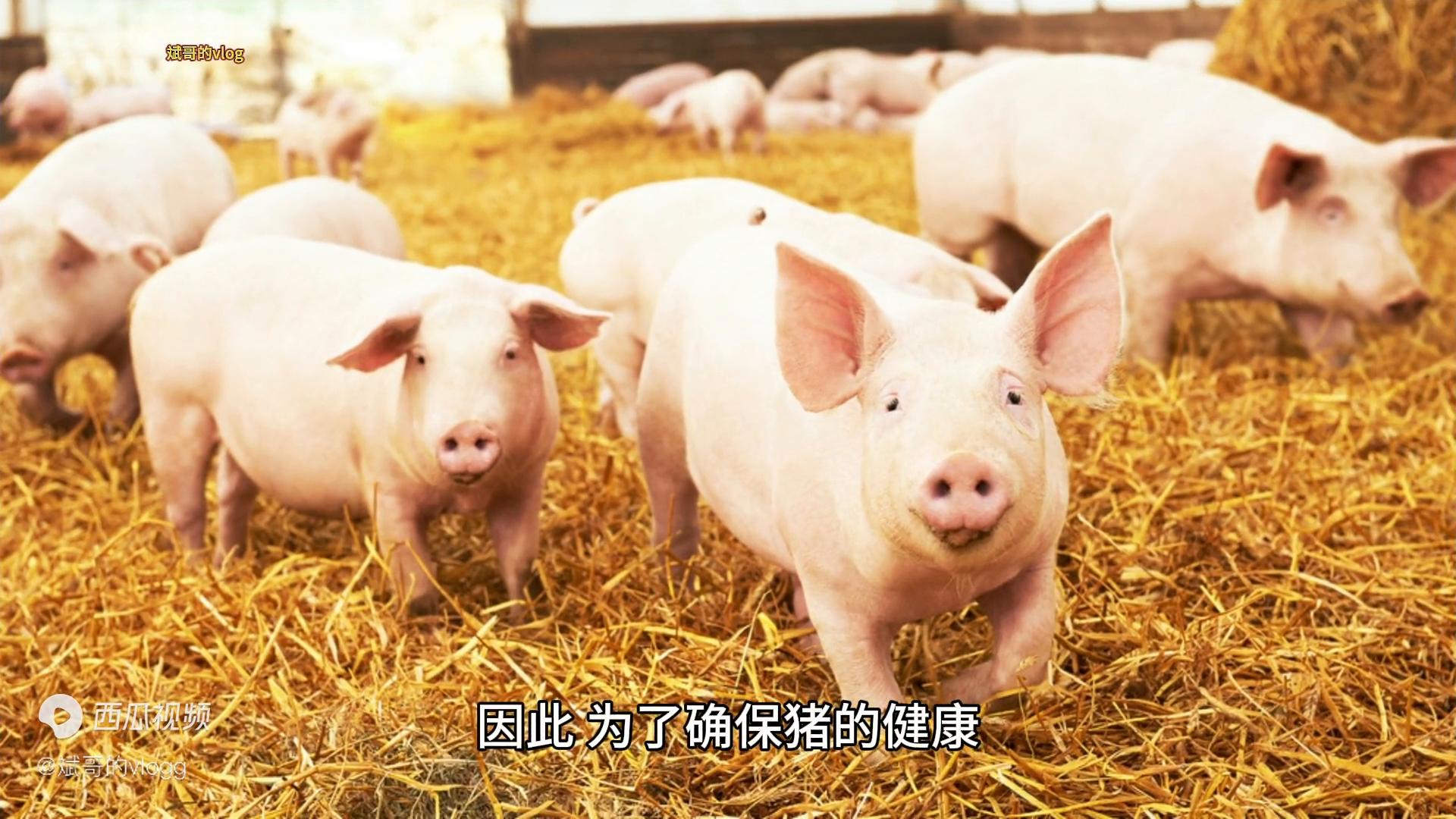 猪吃红薯藤有什么好处,红薯藤猪吃了好不好