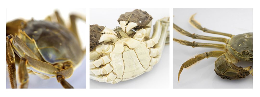 大闸蟹大概什么时候上市,大闸蟹上市的季节各种各样的