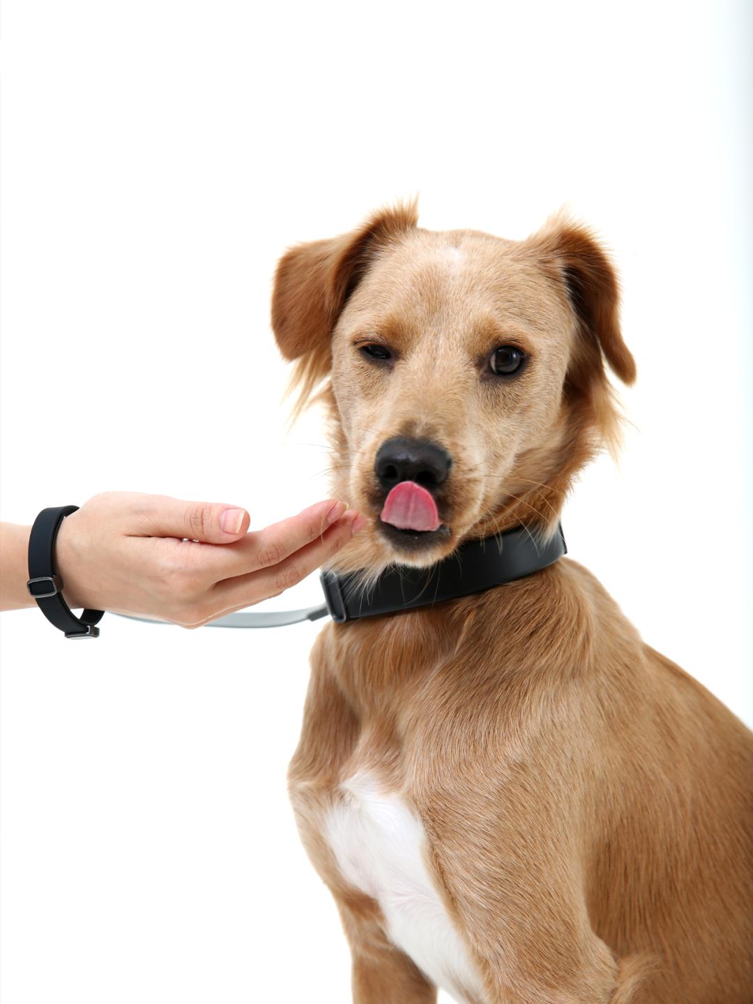 为宠物而设计,极简宠物产品