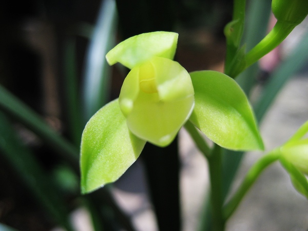 各次兰展中的天价兰花,2018兰展天价兰花图片