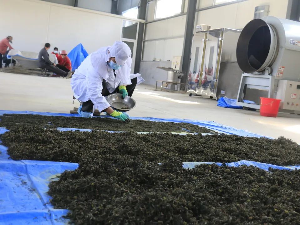 特色产业助力乡村振兴|鄌郚杜仲“小”雄花助农“大”增收