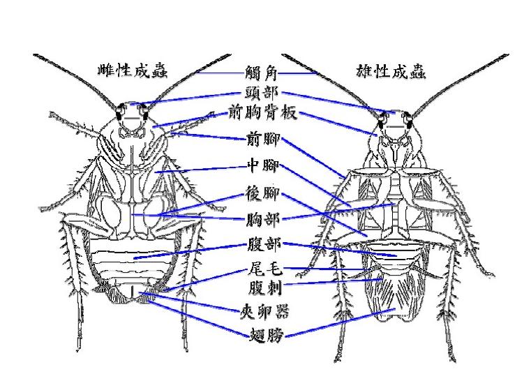 消灭蟑螂的100种方法之油炸蟑螂,蟑螂怎么消灭最彻底的方法