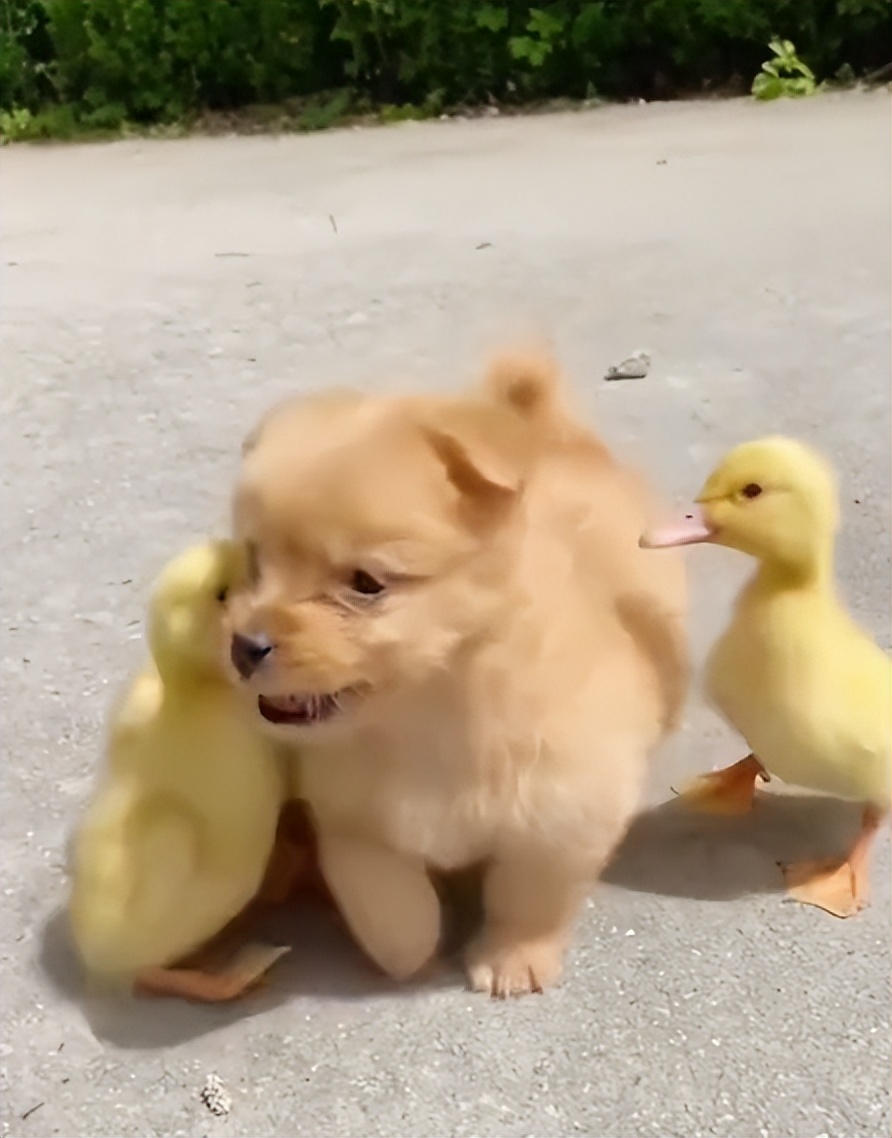 “狗界巅峰”：“把鸭当妈”骑鸭背上，全网最萌小狗吸粉550万