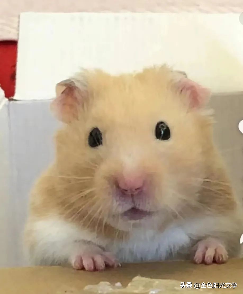 我爱秋天二年级写话,小学生二年级优秀写话