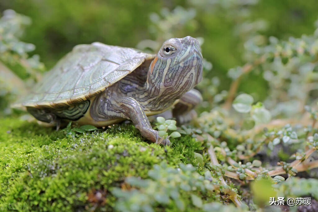 龟如何预防肝脏病,龟龟怎么才能让它不应激