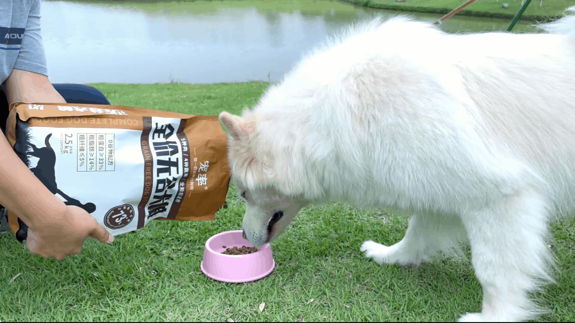 狗狗如何慢慢吃食,狗狗不吃食怎么办