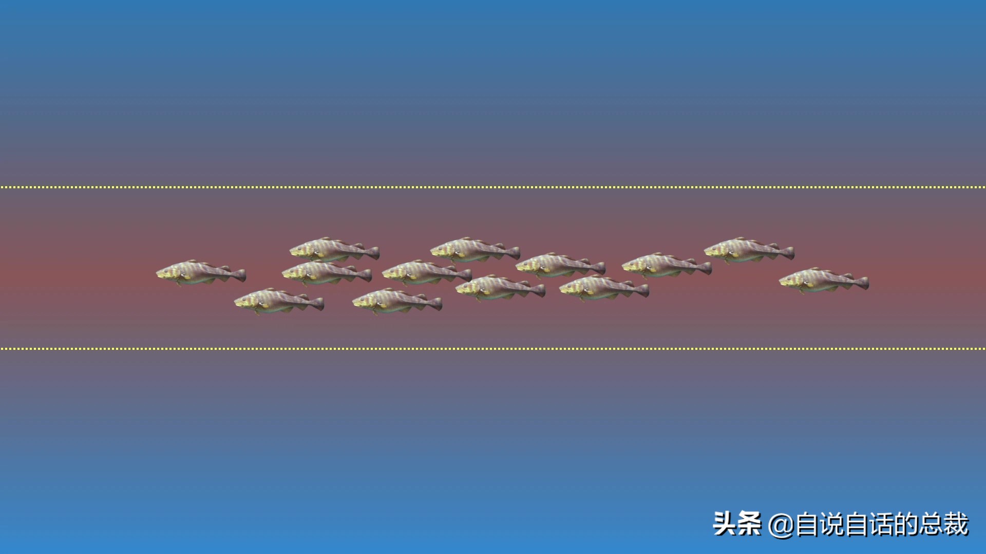 为什么鳕鱼卖的那么便宜,为什么买的鳕鱼特别松散