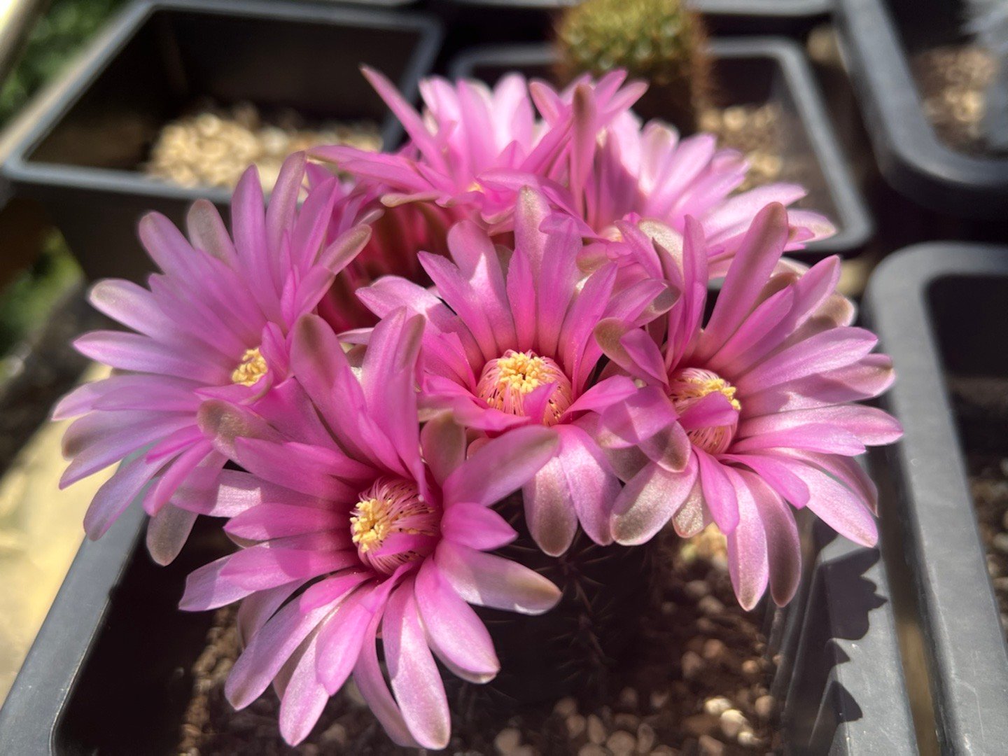 9种很会开花的仙人球，个个颜值高、开花勤奋，养护也简单