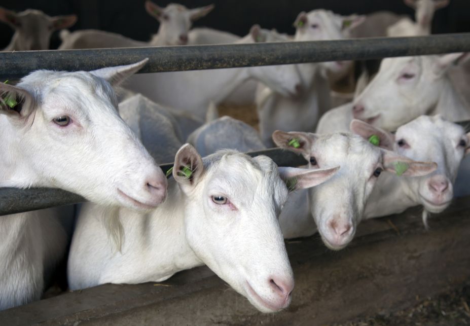 如何挑选一款优质奶粉,如何挑选好的纯羊奶粉