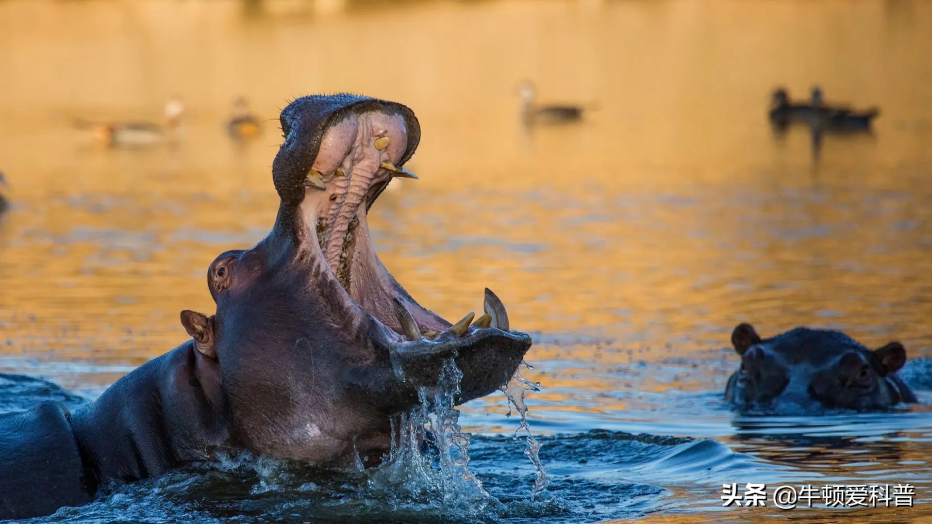 为什么狮子咬合力大吃起来却不快,咬合力最强的八种动物狮子排第几