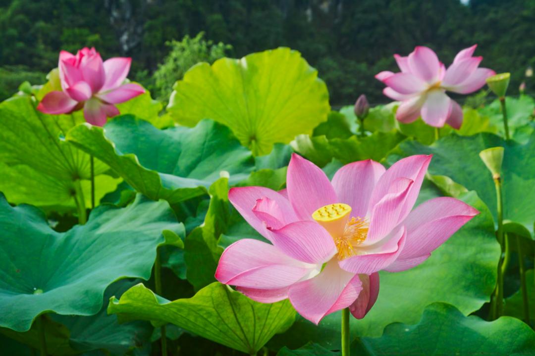广州清远一日游必去景点,清远宝墩湖附近旅游攻略