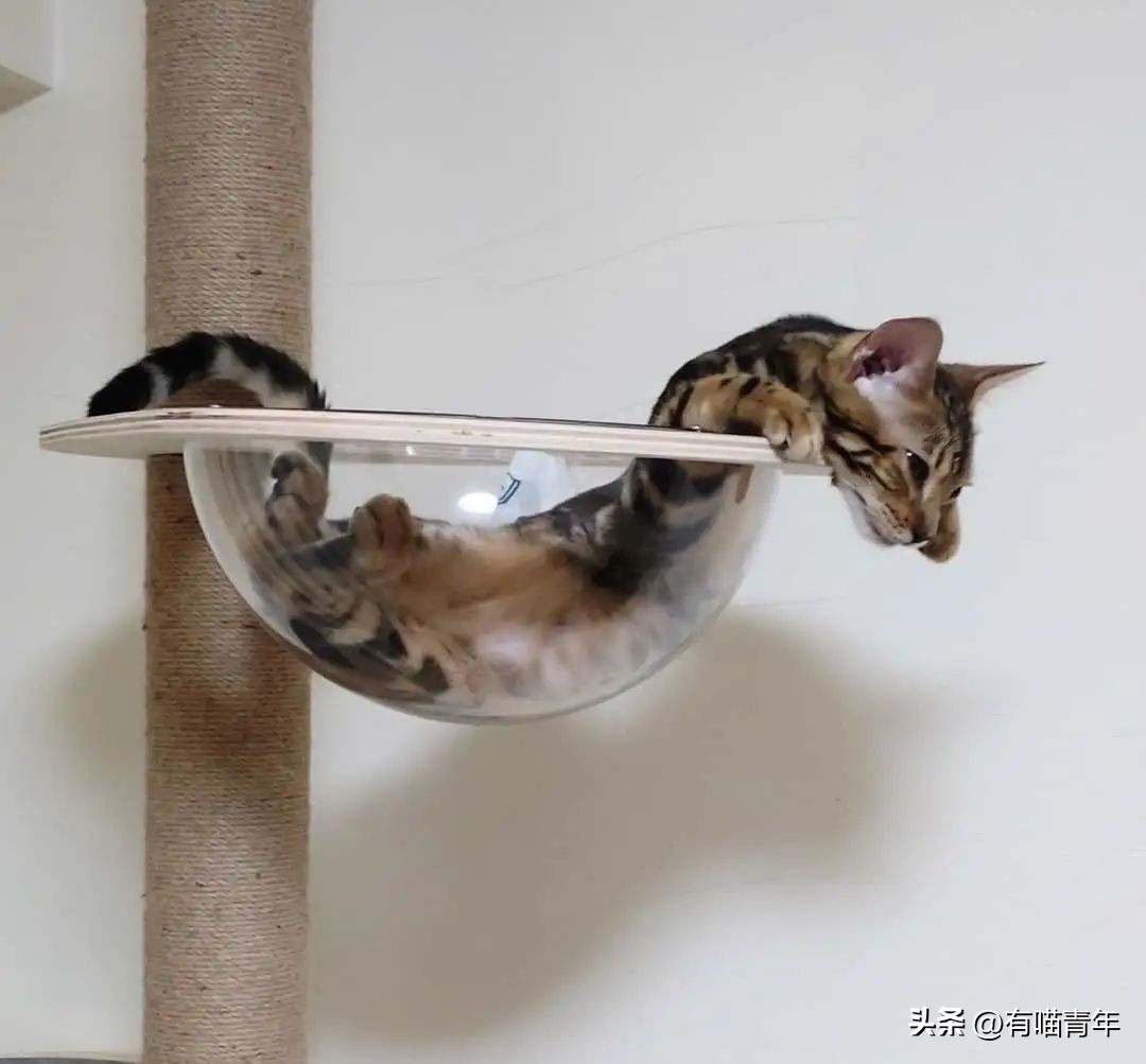 鑷粠鍏讳簡鐚氨鍐嶄篃娌℃湁涔拌繃琛ｆ湇,鑷粠鍏讳簡鐚氨娌＄粰鑷繁涔拌繃闆堕