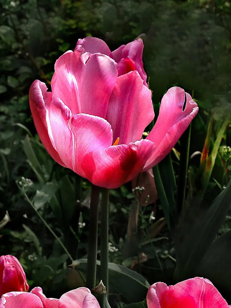 漂亮的郁金香随手一拍都是美景,春天的郁金香花海美得不可方物