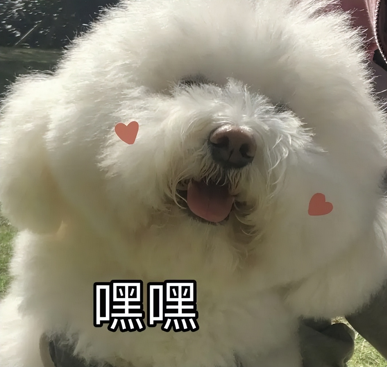 宠物狗哪种比较好养不叫,什么宠物狗最好养又听话不拆家