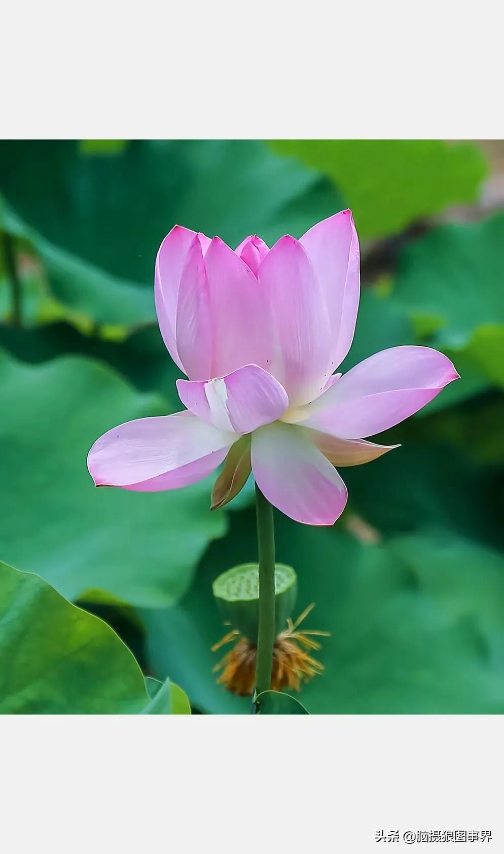 莲出淤泥而不染濯清涟而不妖,荷花出泥而不染芙蓉出水更娇艳