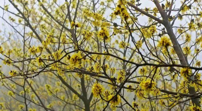 金缕梅属于名贵花卉吗,金缕梅与北美金缕梅区别