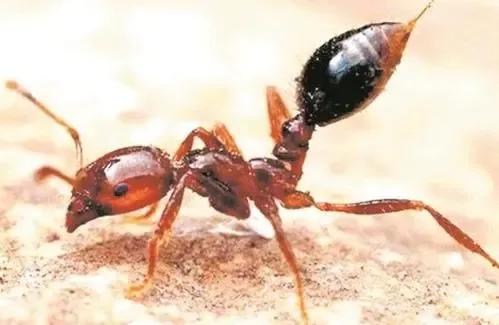红火蚁图片昆虫,昆虫世界行军蚁