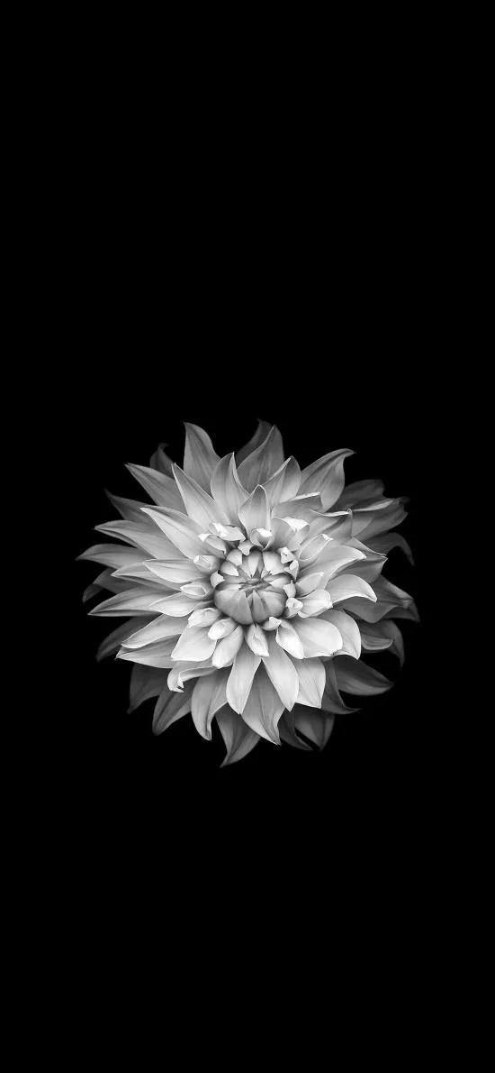 黑白花朵壁纸超清,全屏花朵壁纸无水印黑白