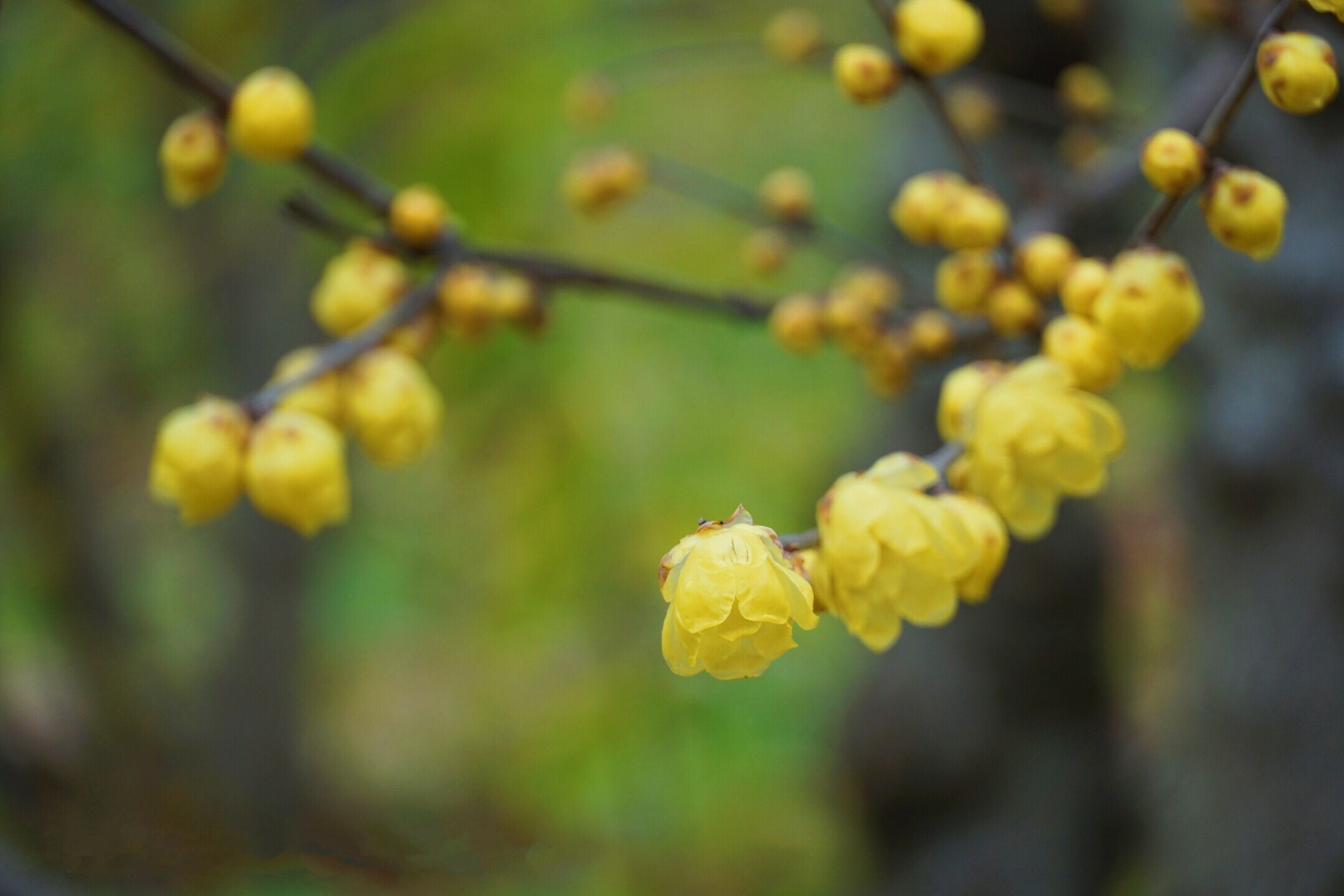 篱菊抱香死，化入岁寒枝——腊梅，腊月之花，凌寒早放，傲骨天香