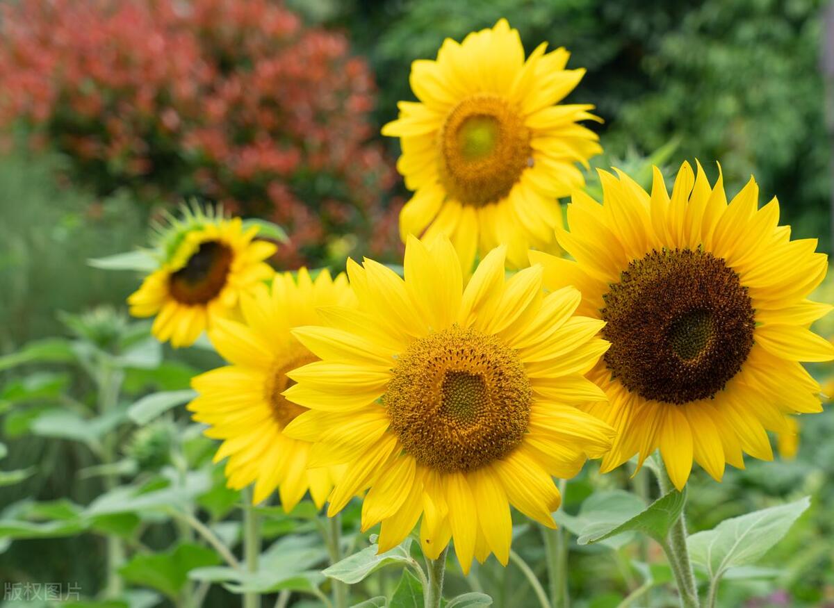 家里养花缺营养怎么办,养花养得少花怎么办