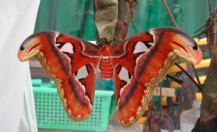 长得跟千足虫很像的虫子,长得很像蜈蚣的虫子图片