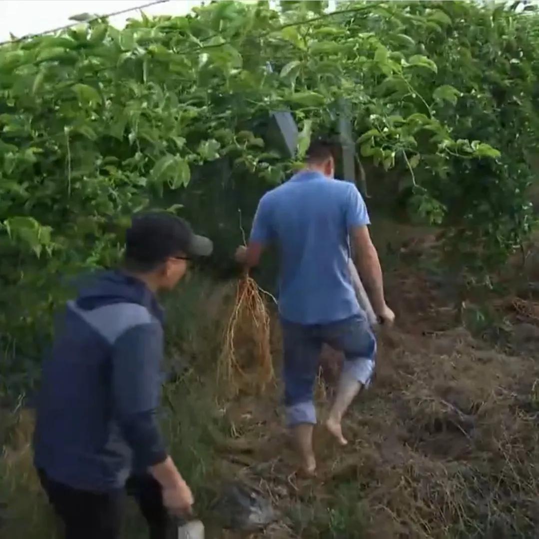 湖南小伙承包五千亩四年赚上千万,90后小伙承包15亩果园