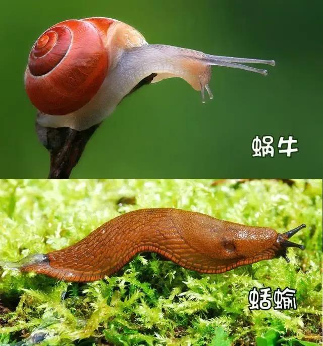 菜地里的蜗牛怎么消灭,菜地消灭鼻涕虫的最佳方法