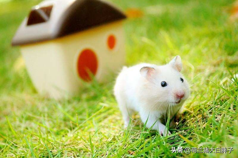 仓鼠怎么养,仓鼠怎么分辨公母看耳朵图解