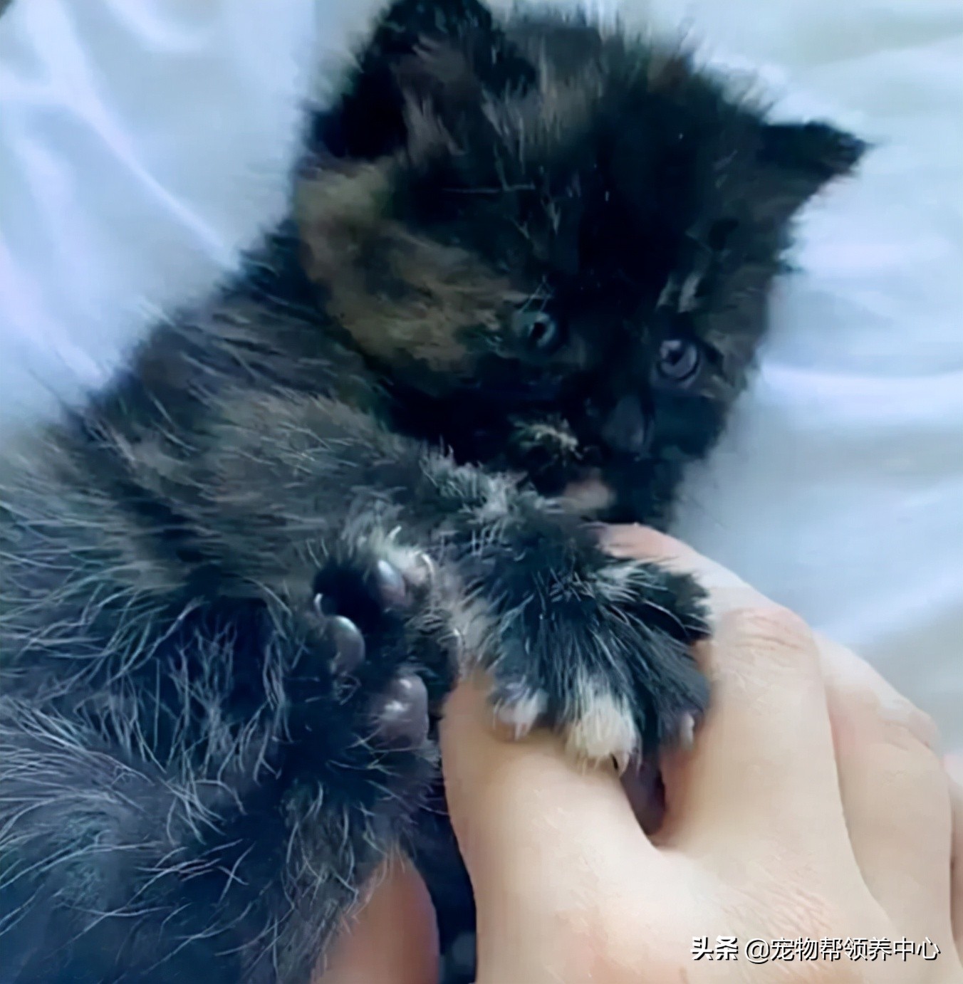 在路上捡到一只小奶猫成长过程,有人捡到小奶猫的视频