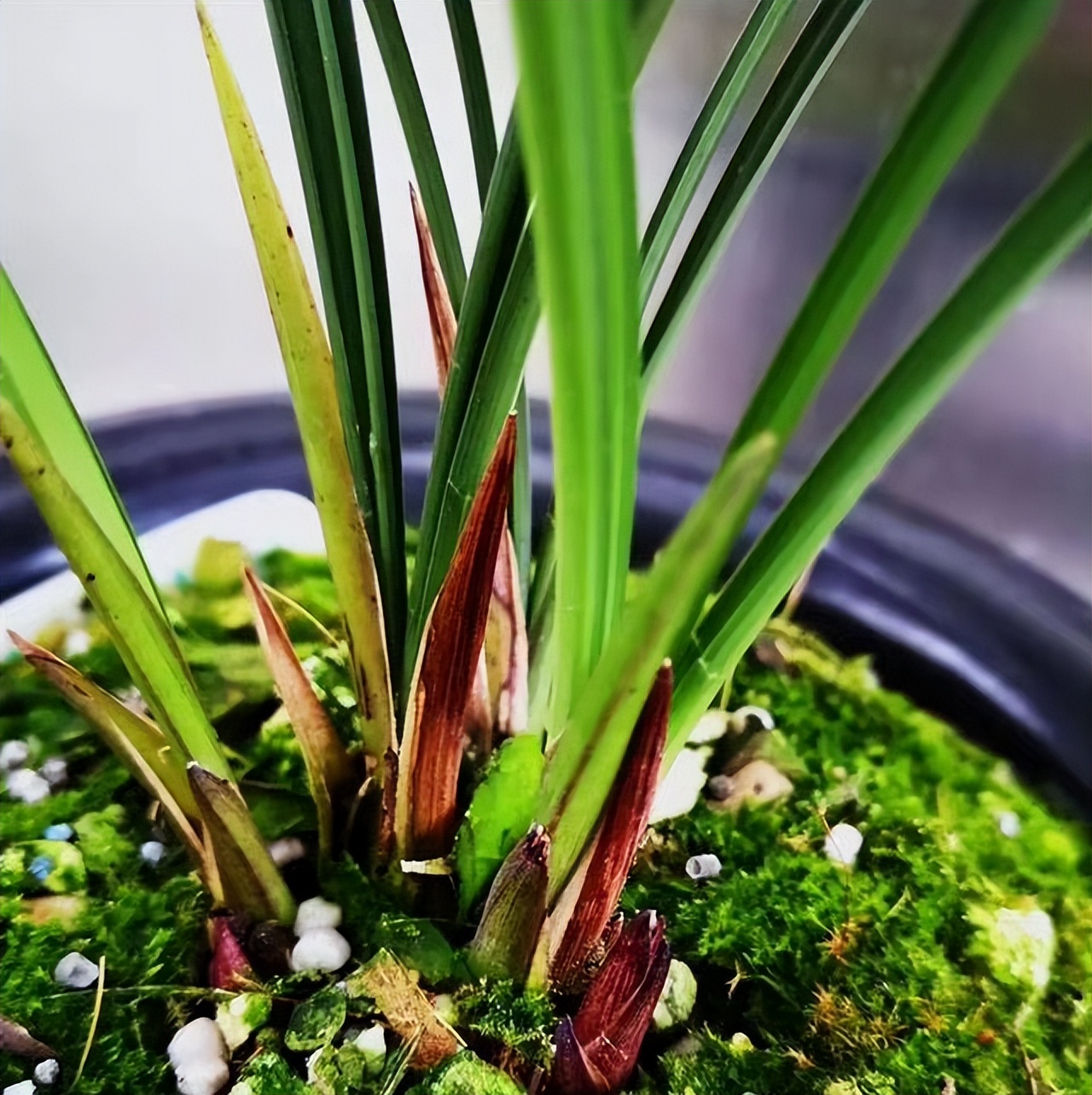 春兰滇红素和娄山红哪个更值得养,春兰娄山红一苗冬天能开花吗