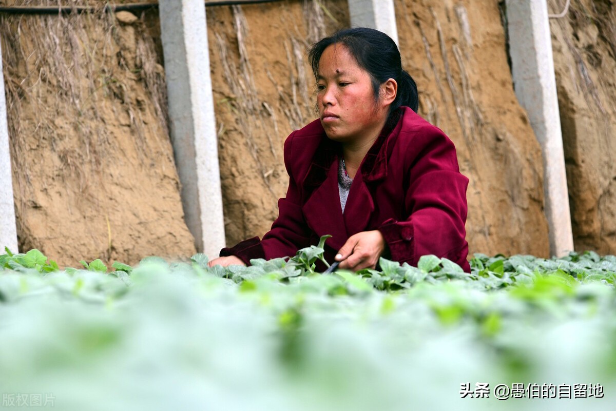 乡村纪事：当年，我那被“换亲”的初恋女友