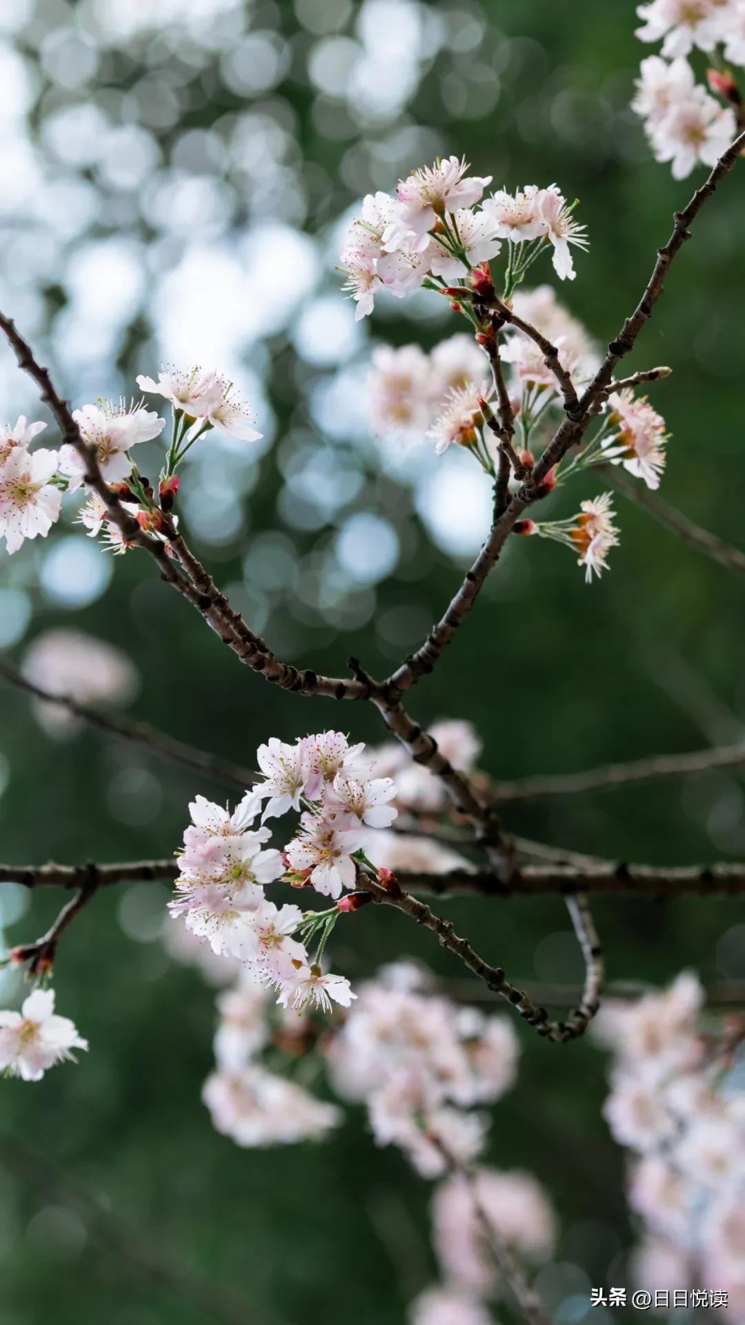 湖北荆州：石首“繁花”上大分↑即将刷爆朋友圈！