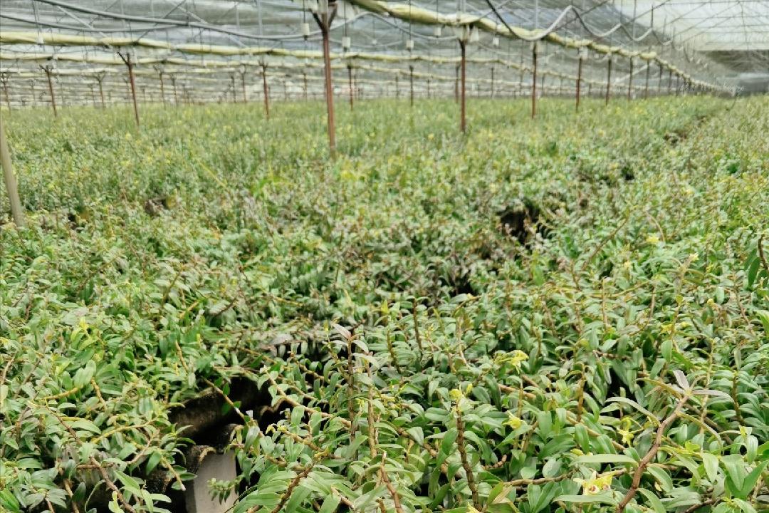 铁皮石斛一万块一斤,10万一斤的铁皮石斛