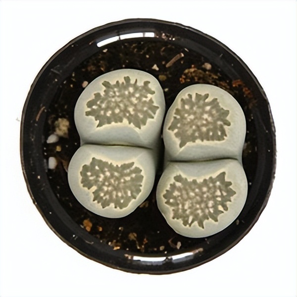 102个大类近500个多肉植物图片，都极其美丽，建议在家中也养一盆