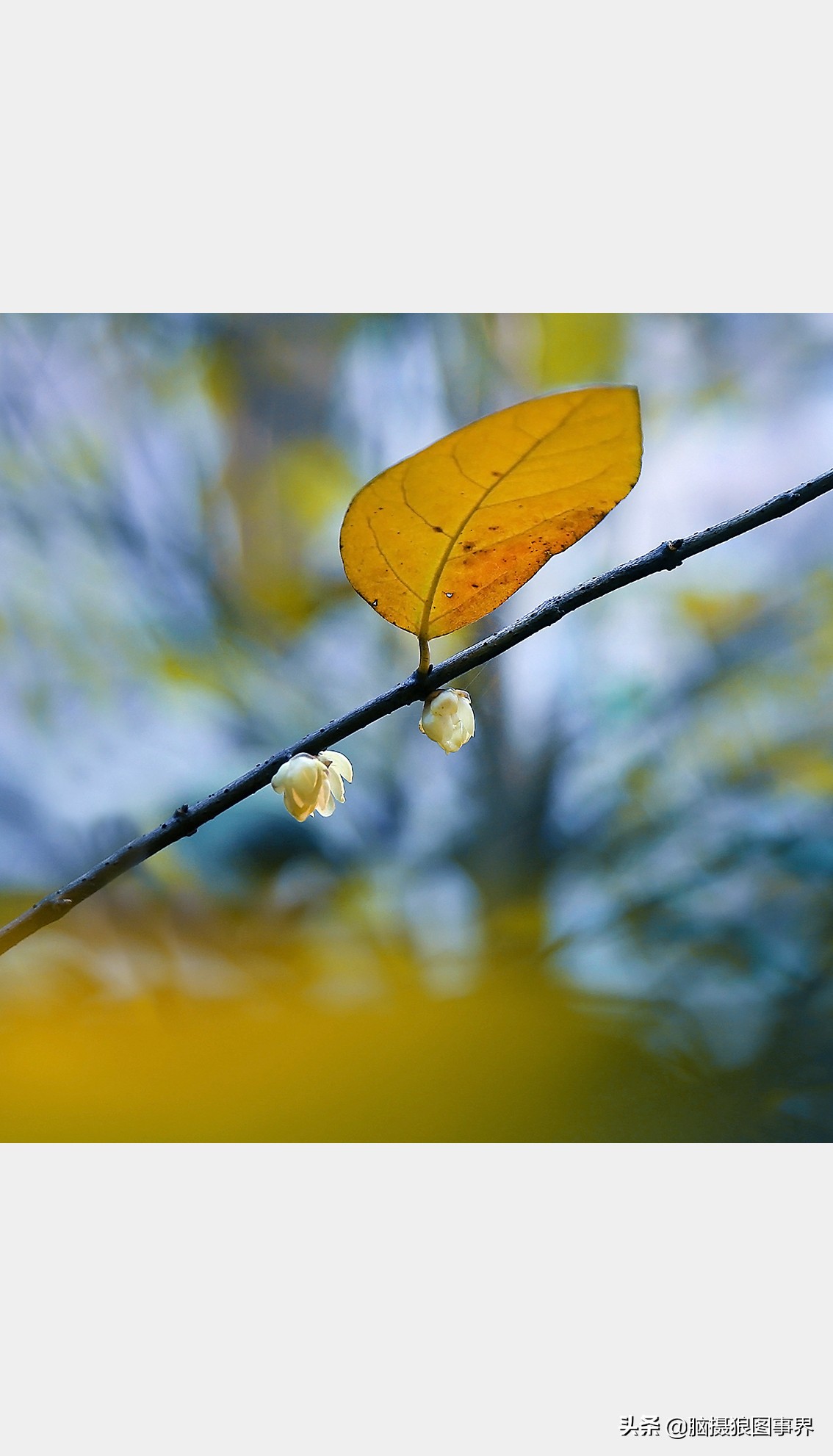 教你几个拍摄腊梅的摄影技巧干货,腊梅花怎样拍照好看