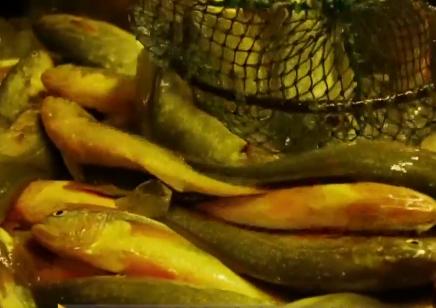 浙江人养南美对虾赚钱,浙江男人养甲鱼