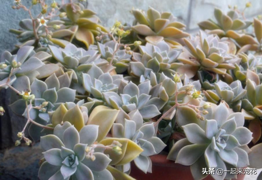 最近出老桩比较火的多肉,10款普货多肉皮实又好养