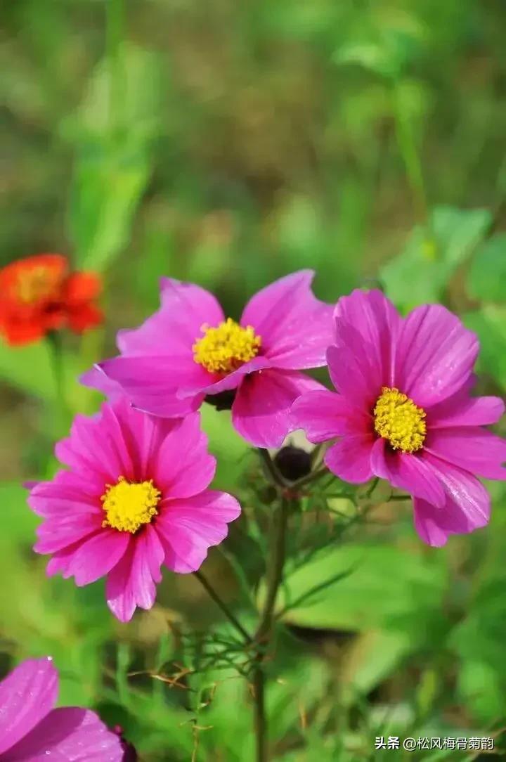 地上的花开万紫千红,心中有花香人生四季皆风景